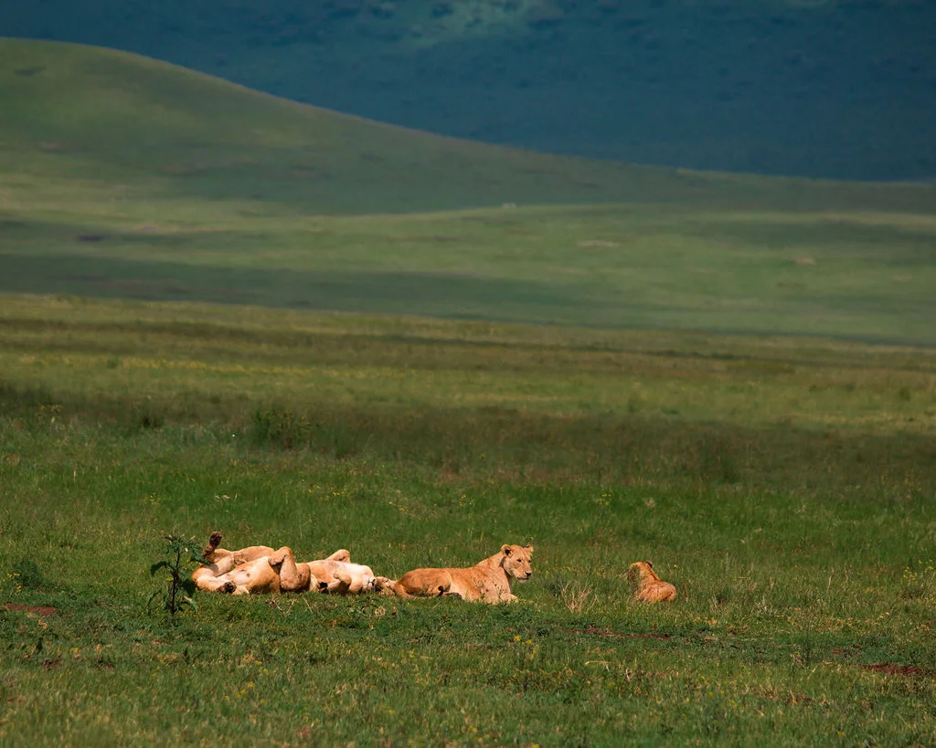 Lions resting in the grass beneath the Ngorongoro crater wall
