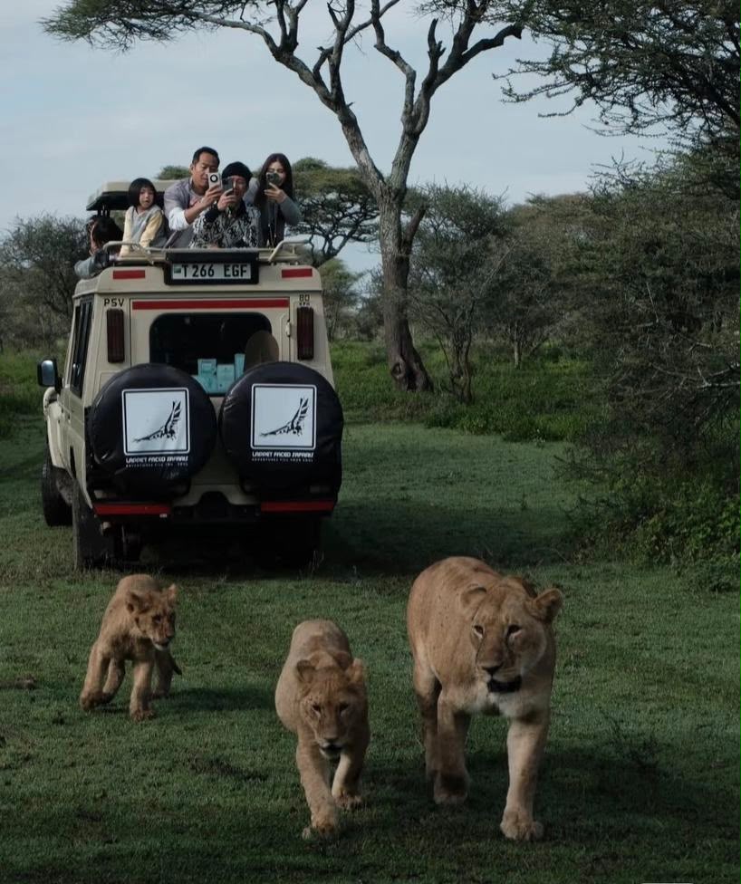 Guests watching a lioness and cubs from a Lappet Faced Safaris vehicle