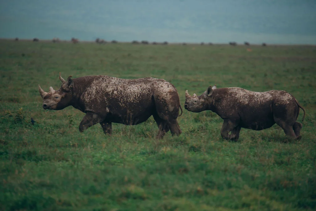 Two black rhinos on the Ngorongoro crater floor